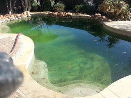 Algae in pool